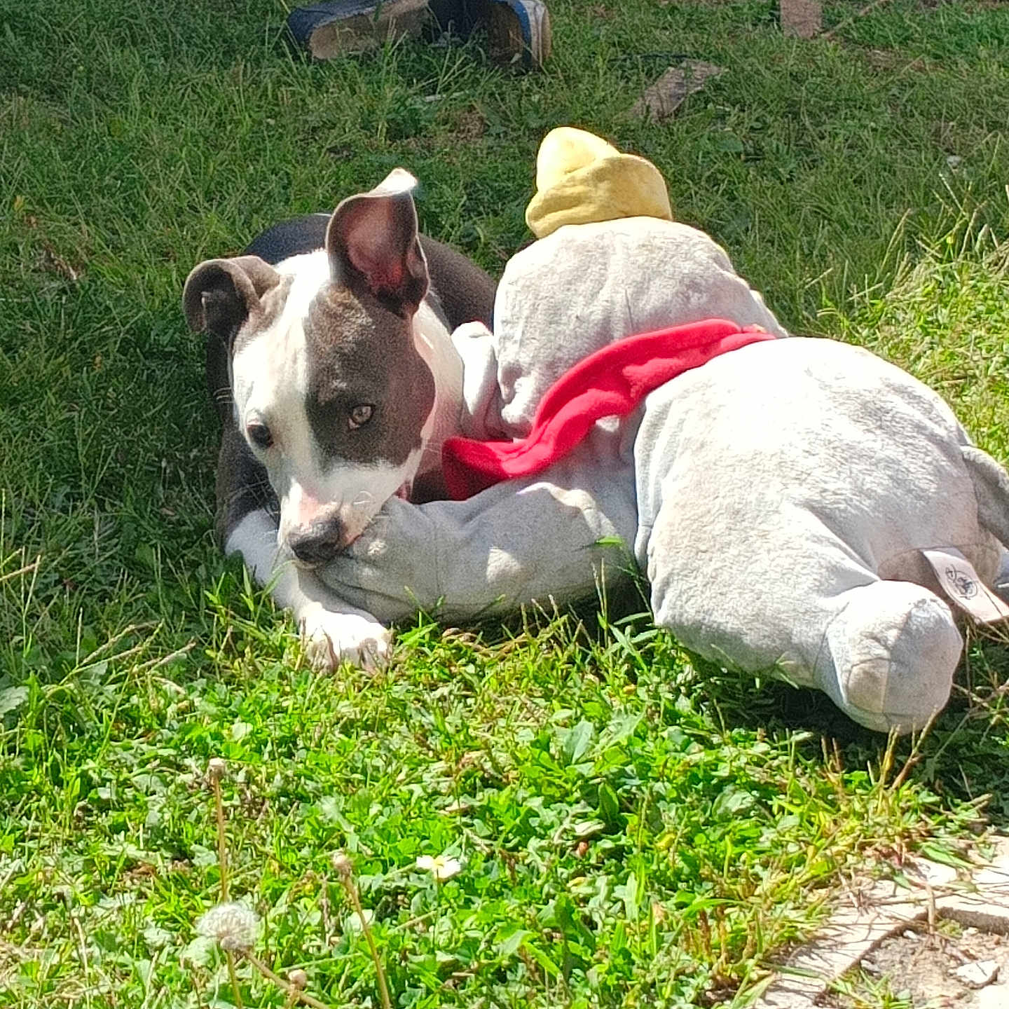 Chyna is registered to the contest to win money with this photo: dog, dogs, outdoor, grass, sunlight, playing, lying_down, white_dog, black_and_white_dog, red_scarf, pet, canine, animal, garden, lawn, park, toy, playful, resting, portrait