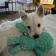 Angie participe au concours pour gagner de l'argent avec cette photo : blanket, chair, christmas_tree, cozy, cute, dog, domestic_animal, floor, furniture, holiday_decor, indoor, living_room, pet, plush_toy, puppy, resting, small_animal, soft_texture, toy, white_fur