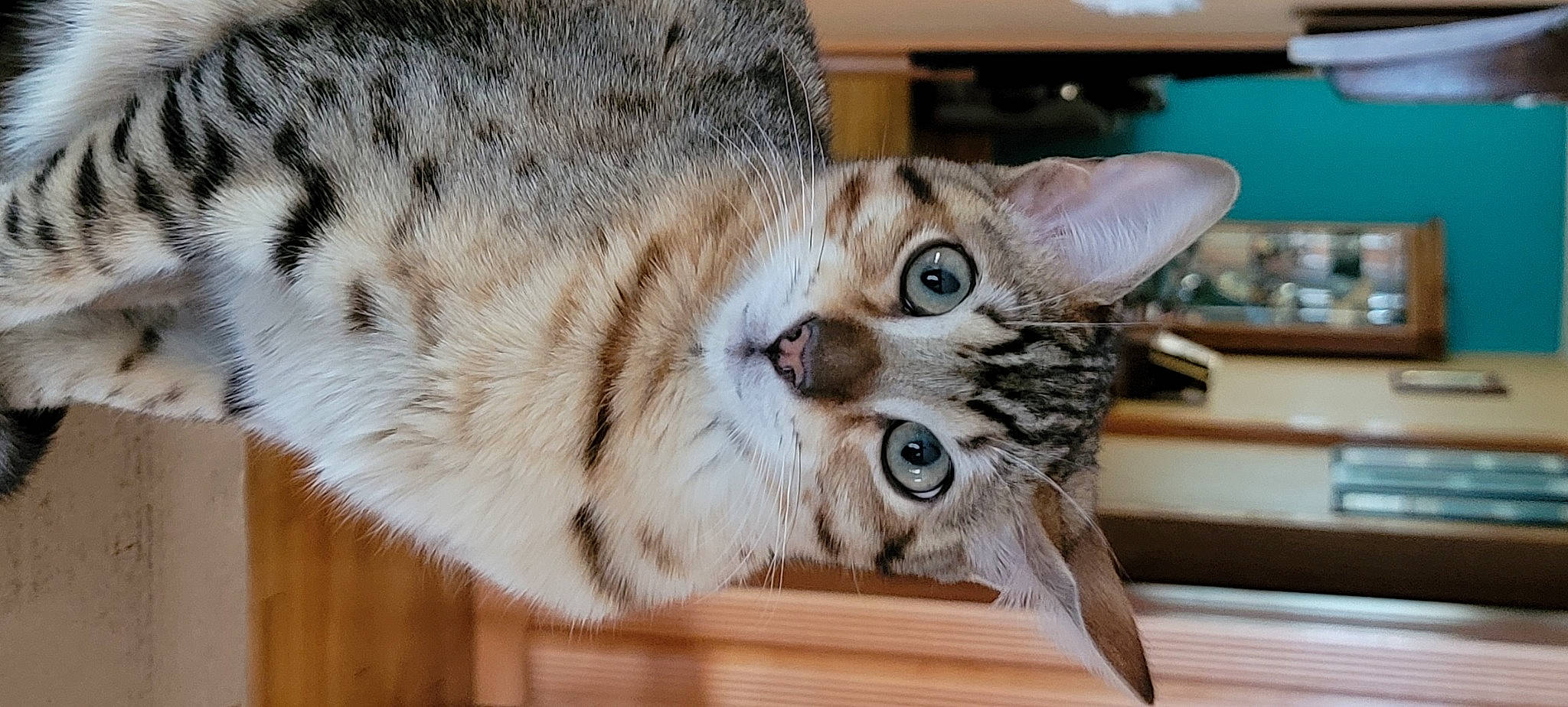 Cleopatra is registered to the contest to win money with this photo: carnivore, cat, domestic_short_haired_cat, door, felidae, fur, hardwood, paw, small_to_medium_sized_cats, snout, terrestrial_animal, whiskers, wood