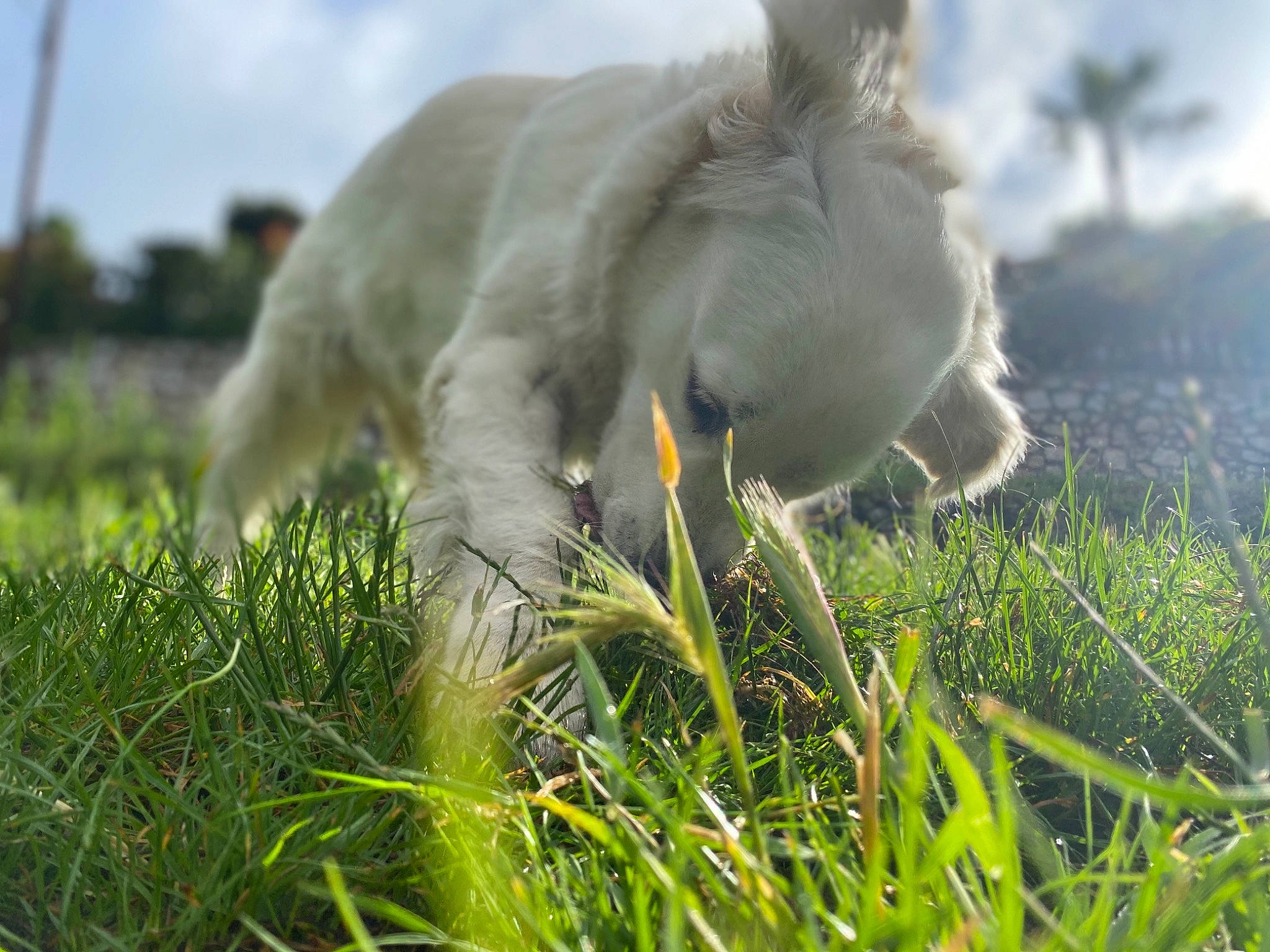 Lixi participe au concours pour gagner de l'argent avec cette photo : canidae, grass, grass_family, meadow, pasture, plant, retriever, sporting_group, tail, west_highland_white_terrier