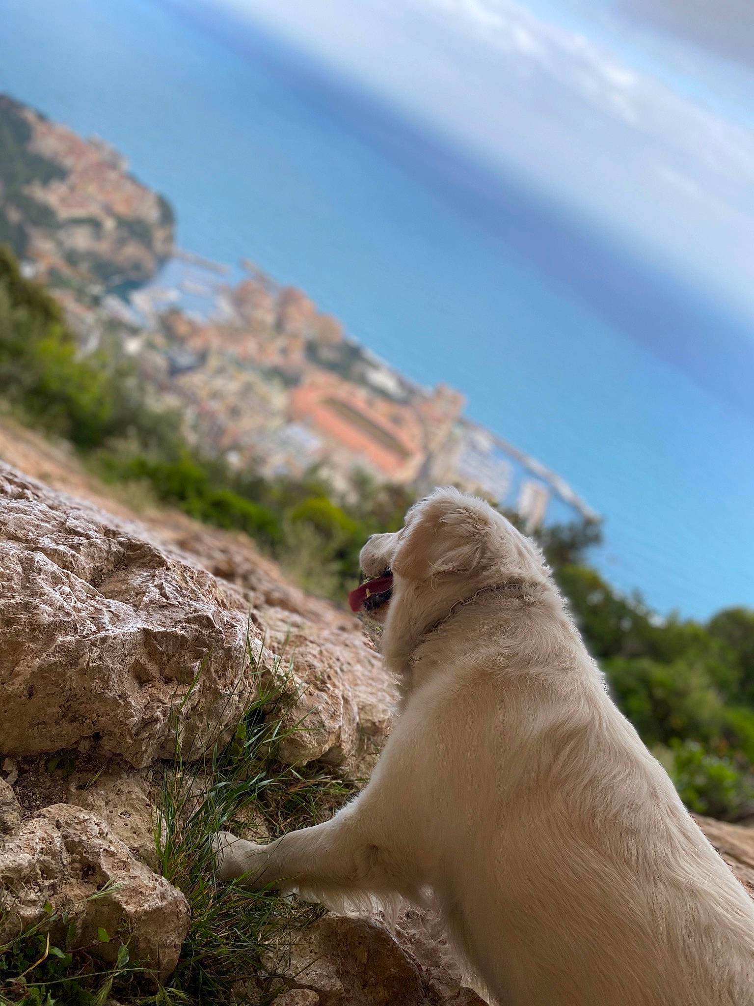 Lixi participe au concours pour gagner de l'argent avec cette photo : canidae, carnivore, dog, dog_breed, fawn, labrador_retriever, retriever, rock, sky, sporting_group, terrain, tree, vacation