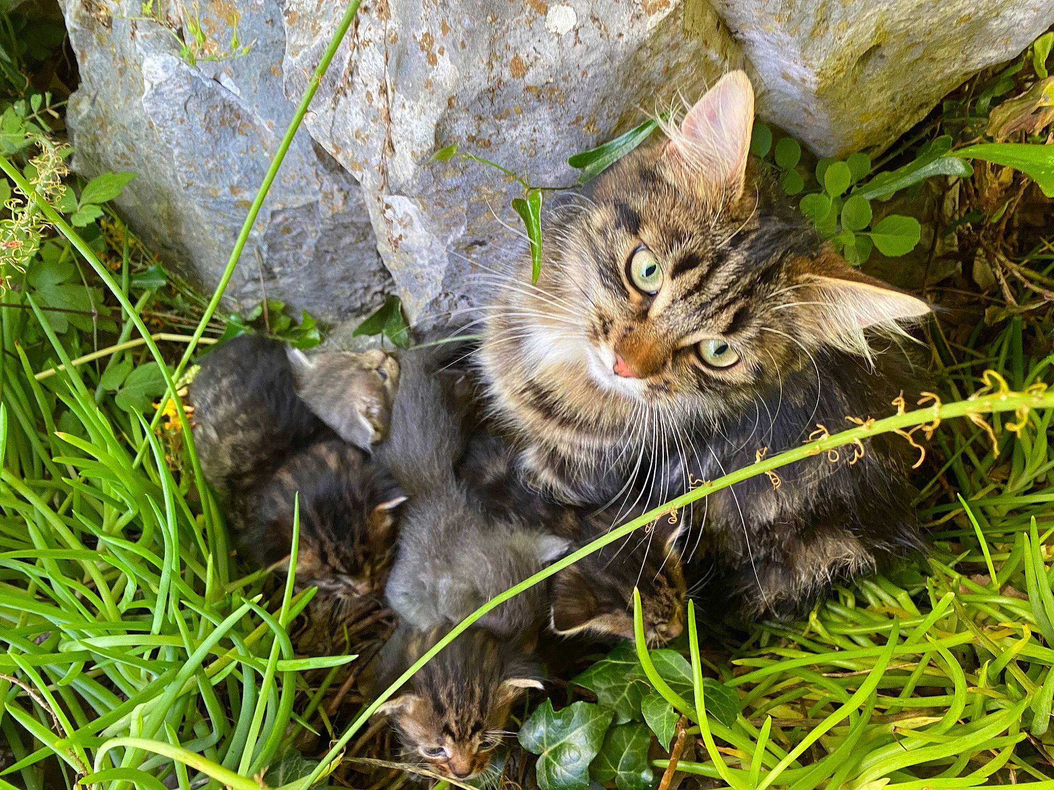 Symphonie a rejoint le concours — aidez-le/la à gagner de superbes lots ! carnivore, cat, domestic_short_haired_cat, european_shorthair, felidae, fur, grass, kitten, maine_coon, norwegian_forest_cat, organism, pixie_bob, plant, rusty_spotted_cat, small_to_medium_sized_cats, tabby_cat, terrestrial_animal, whiskers, wild_cat, wildlife