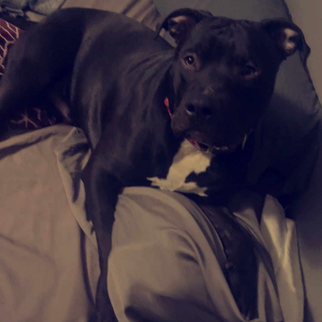 Charlie is registered to the contest to win money with this photo: animal, bed, bedroom, blanket, boxer, bulldog, canine, chair, couch, cushion, dog, furniture, homedecor, hound, indoors, labradorretriever, pet, pitbull, puppy, room