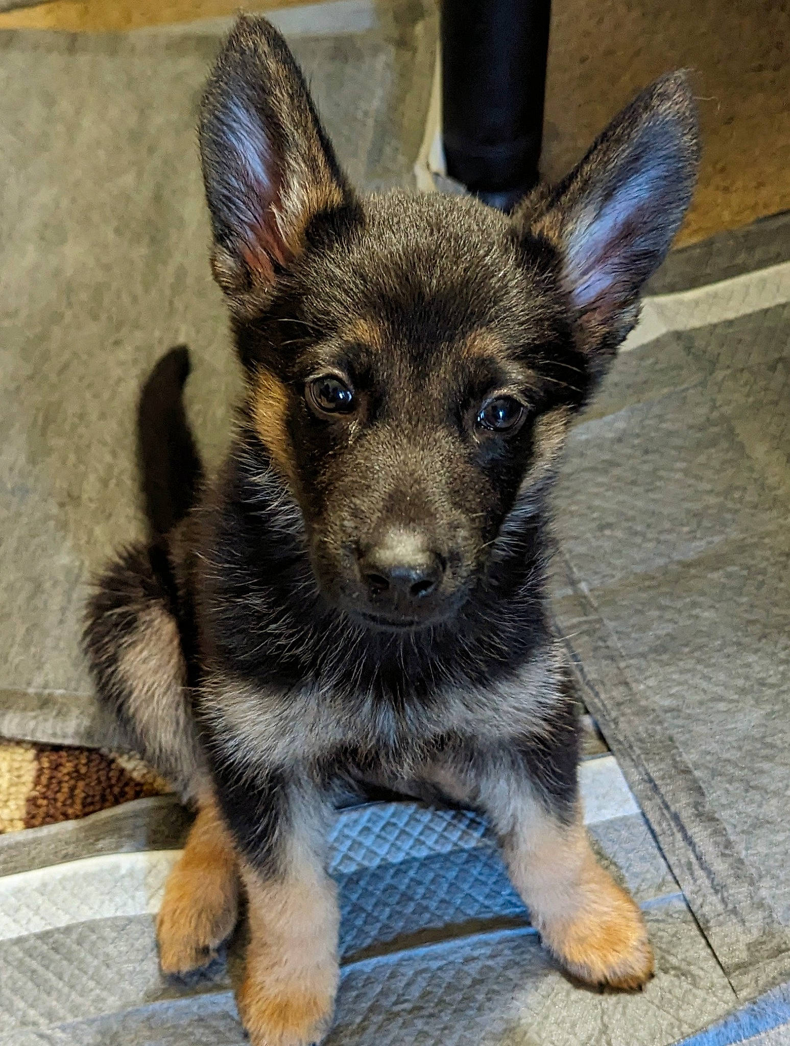 Darla joined the competition — help win amazing prizes! canidae, carnivore, companion_dog, dog, dog_breed, fawn, fur, paw, puppy, snout, sporting_group, terrestrial_animal, whiskers, working_animal, working_dog