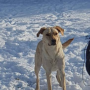 Pulco participe au concours pour gagner de l'argent avec cette photo : dog, snow, outdoor, animal, canine, winter, nature, pet, fur, sunlight, nose, tail, standing, cold, daylight, forest, background, alert, mammal, landscape
