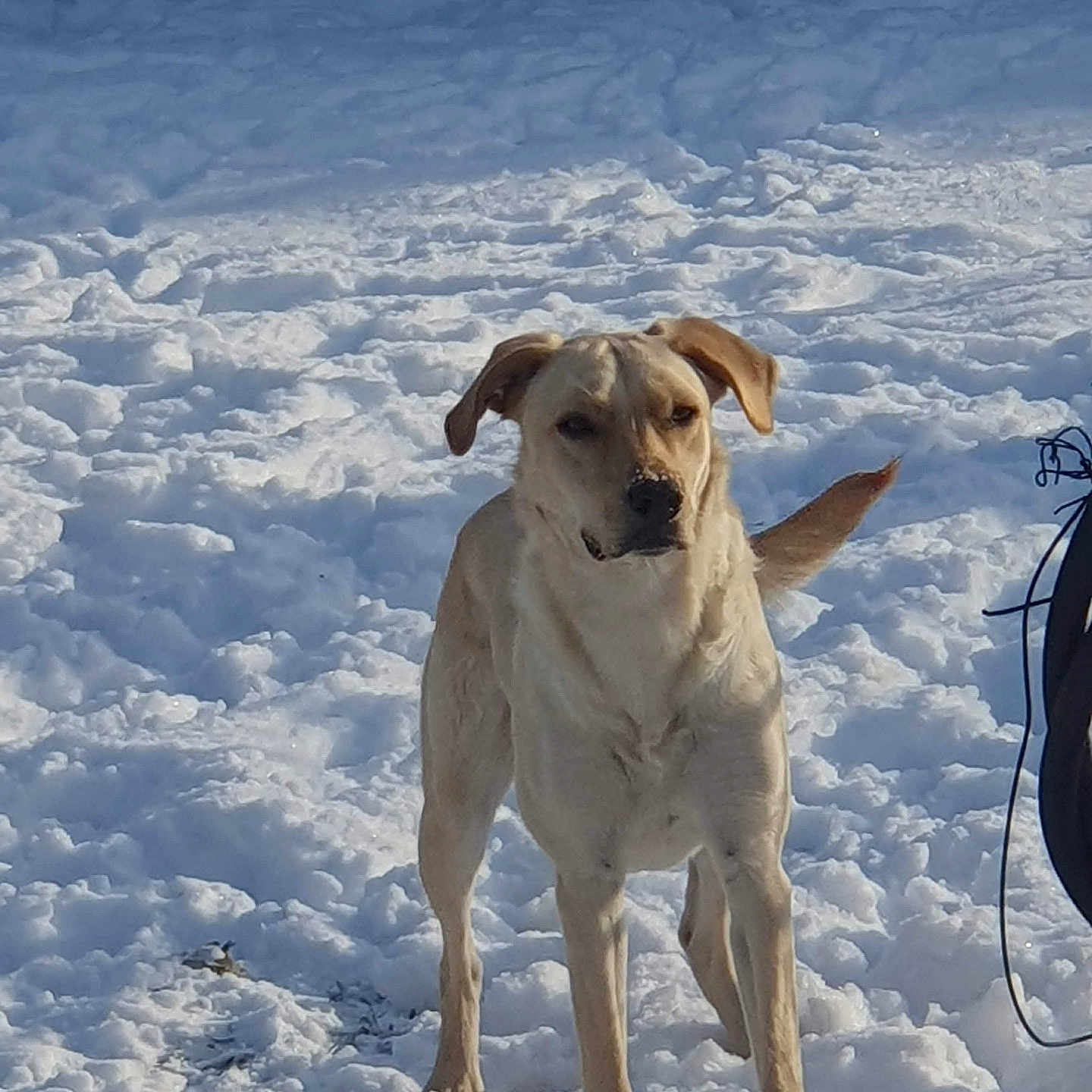 Pulco participe au concours pour gagner de l'argent avec cette photo : dog, snow, outdoor, animal, canine, winter, nature, pet, fur, sunlight, nose, tail, standing, cold, daylight, forest, background, alert, mammal, landscape