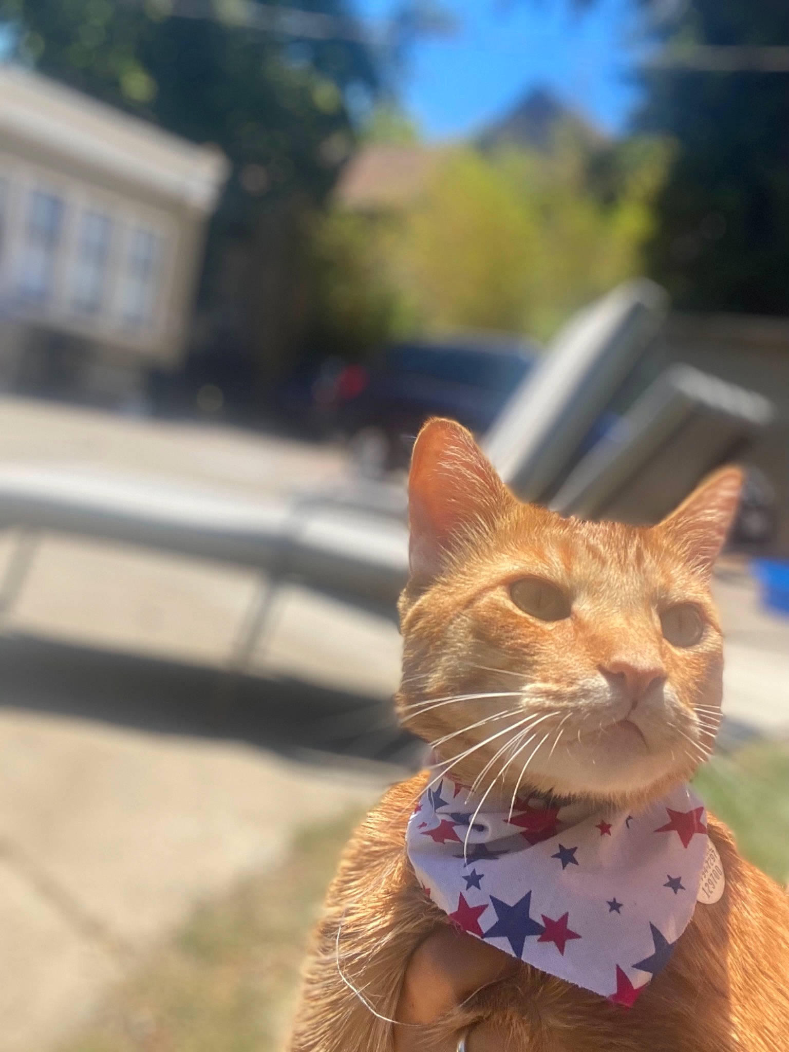 Mochi is registered to the contest to win money with this photo: art, carnivore, cat, collar, domestic_short_haired_cat, fashion_accessory, fawn, felidae, fur, grass, plant, sky, small_to_medium_sized_cats, snout, tail, tree, whiskers, wildlife, window, wood