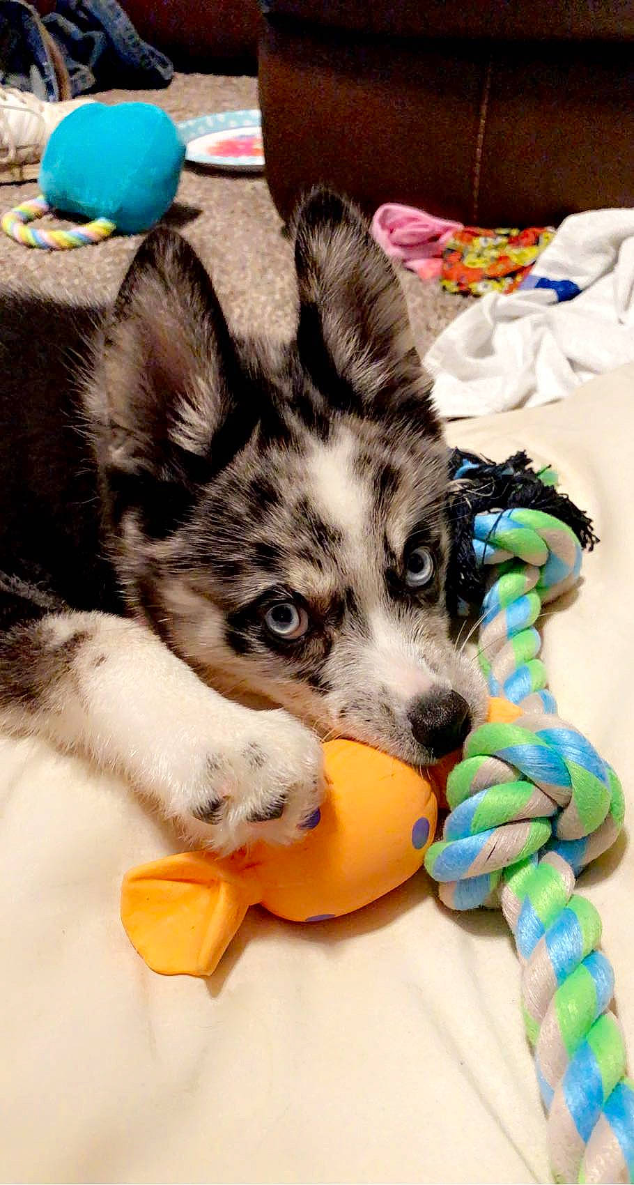 Everest is registered to the contest to win money with this photo: canidae, carnivore, comfort_food, companion_dog, dog, dog_breed, dog_supply, fawn, food, fur, paw, pet_supply, puppy, sled_dog, snout, sporting_group, terrestrial_animal, whiskers, working_animal, working_dog