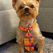 Mikey is registered to the contest to win money with this photo: adorable, animal, brown_fur, carpet, companion, couch, cute, dog, domestic_animal, fluffy_rug, furniture, indoor, orange_tie, pet, plaid, portrait, sitting, small_dog, tie, tongue_out