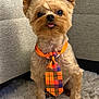 adorable, animal, brown_fur, carpet, companion, couch, cute, dog, domestic_animal, fluffy_rug, furniture, indoor, orange_tie, pet, plaid, portrait, sitting, small_dog, tie, tongue_out