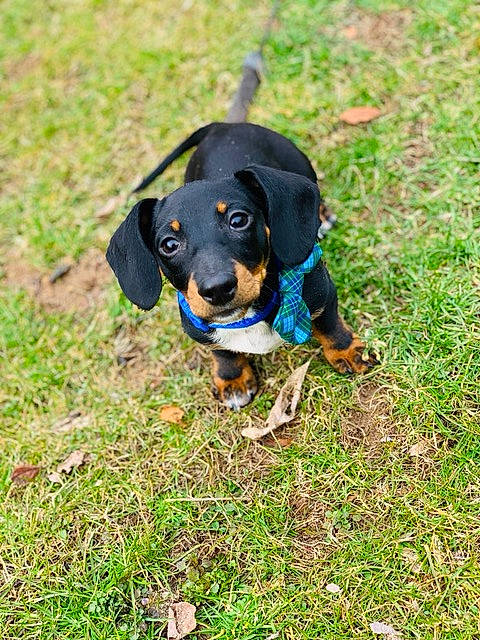 Georgie is registered to the contest to win money with this photo: austrian_black_and_tan_hound, canidae, carnivore, dachshund, dog, dog_breed, german_pinscher, grass, hellenikos_ichnilatis, hound, hunting_dog, lithuanian_hound, mammal, puppy, rare_breed_dog, smaland_hound, snout, transylvanian_hound, tyrolean_hound, vertebrate