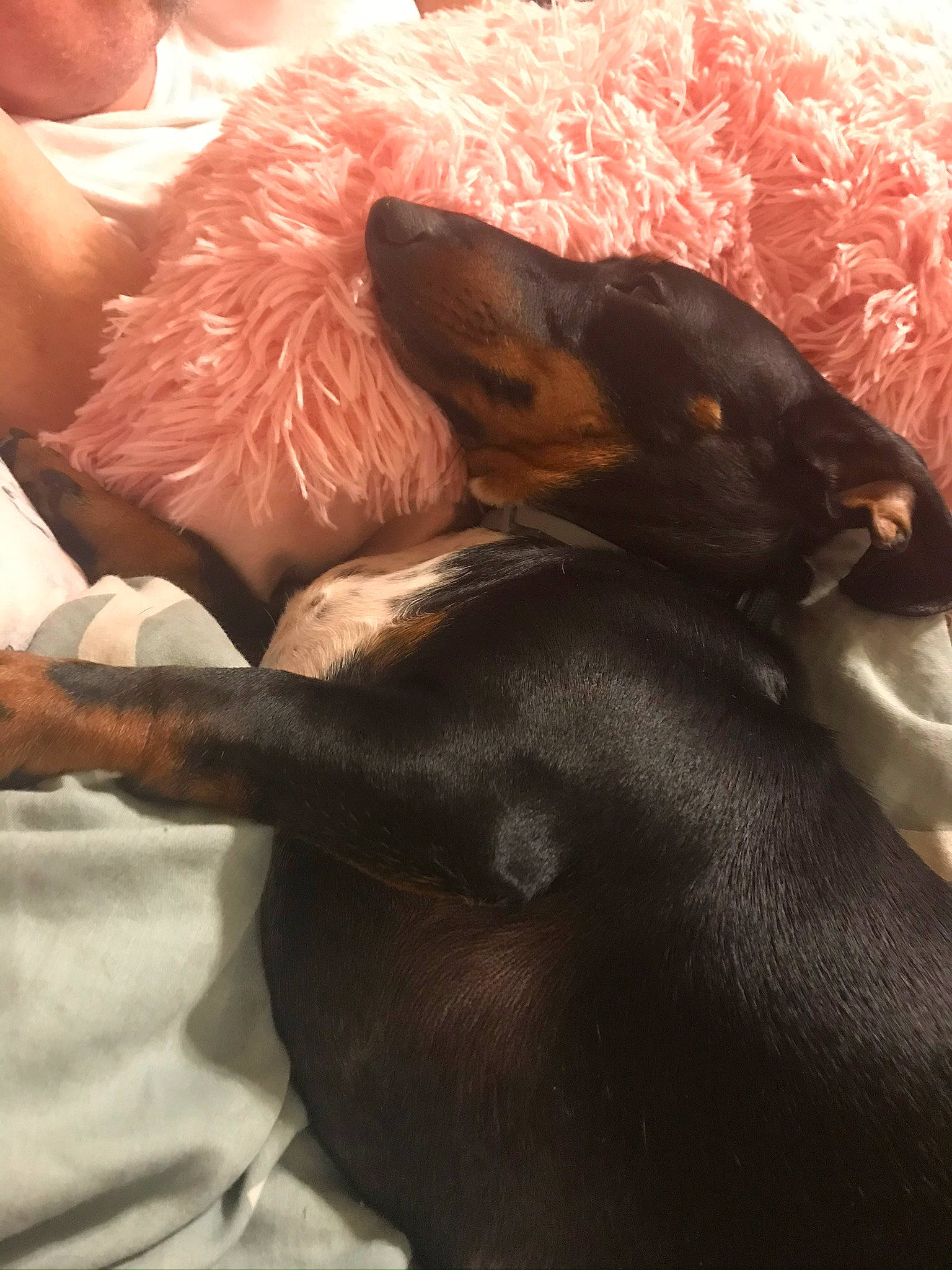 Georgie is registered to the contest to win money with this photo: canidae, carnivore, companion_dog, dobermann, dog, dog_breed, fawn, guard_dog, miniature_pinscher, peruvian_hairless_dog, pinscher, prazsky_krysarik, toy_manchester_terrier