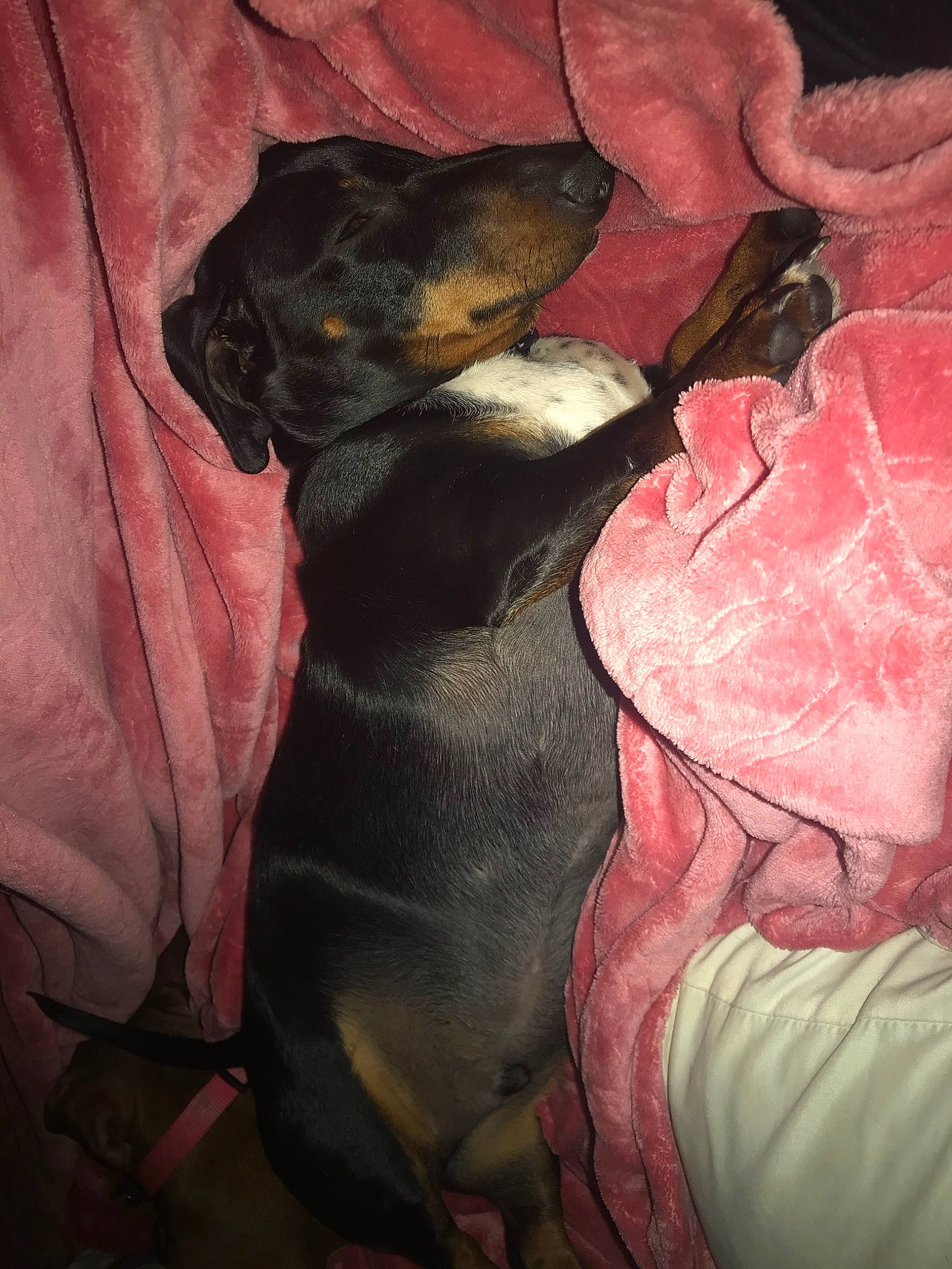 Georgie joined the competition — help win amazing prizes! canidae, carnivore, dog, dog_breed, german_pinscher, guard_dog, manchester_terrier, miniature_pinscher, pinscher, puppy, sporting_group