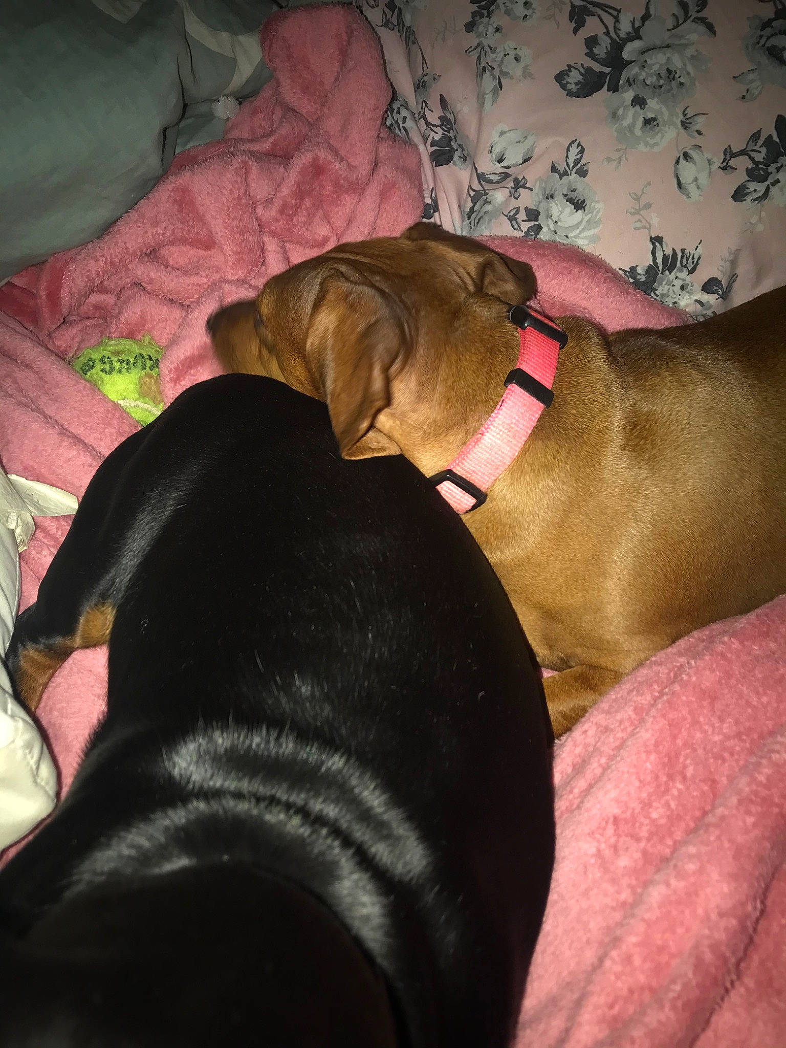 Mitzey is registered to the contest to win money with this photo: beagador, canidae, carnivore, dog, dog_breed, ear, fawn, puggle, puppy, sporting_group