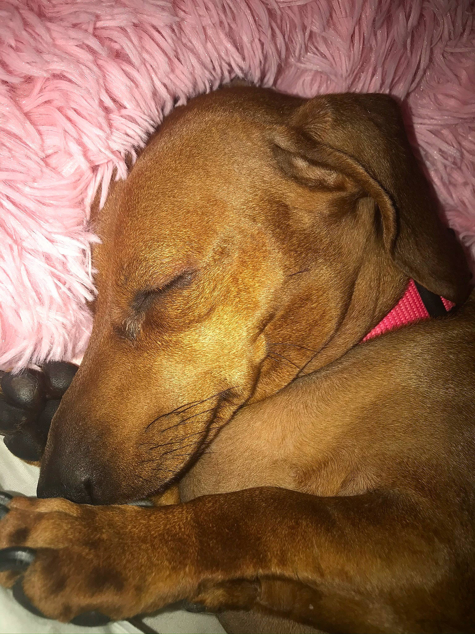 Mitzey is registered to the contest to win money with this photo: azawakh, canidae, carnivore, dog, dog_breed, fawn, lurcher, mammal, rhodesian_ridgeback, snout, vertebrate, whiskers