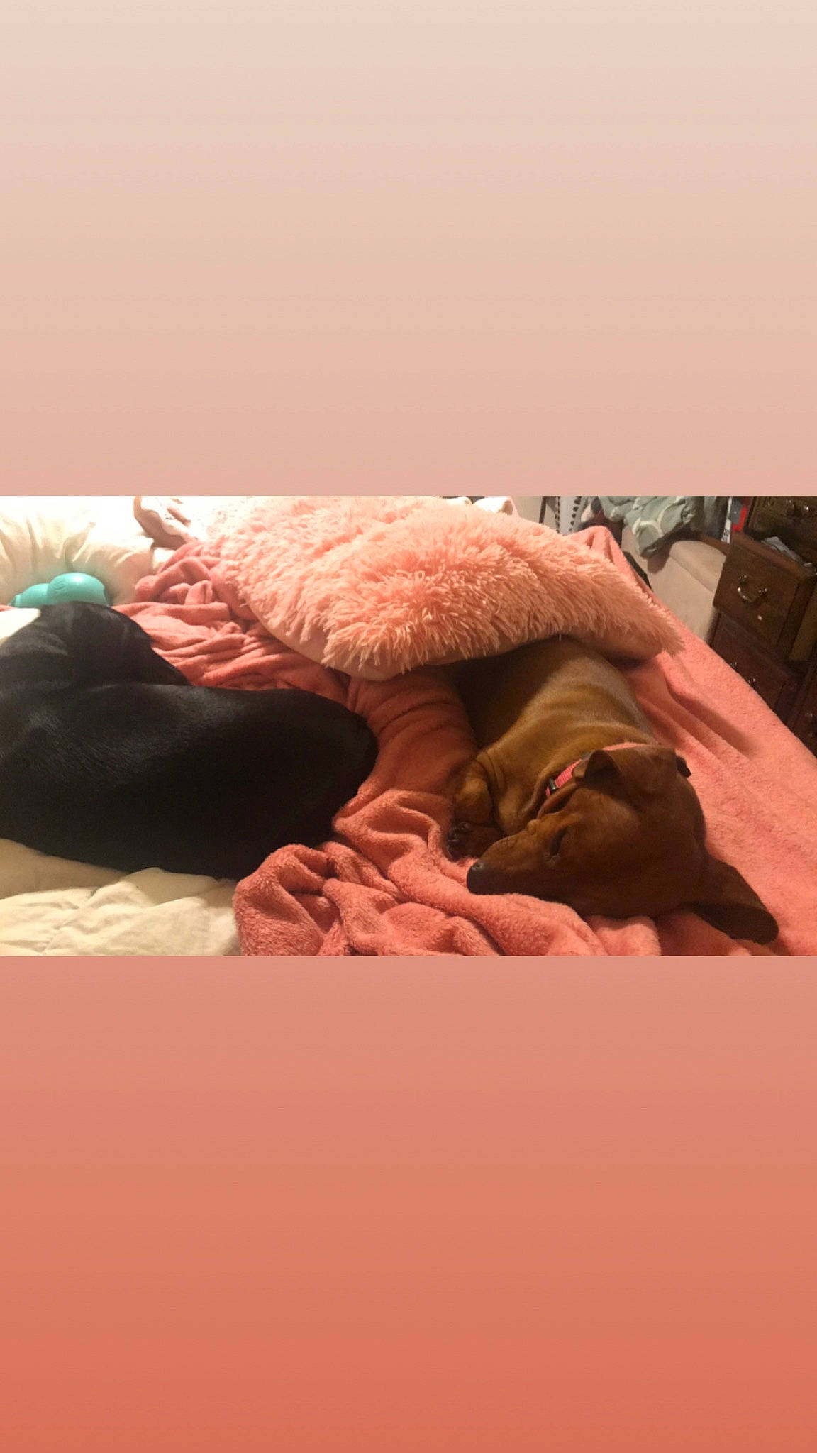 Mitzey joined the competition — help win amazing prizes! child, comfort, flesh, hand, human, nap, neck, photography, room, sleep, vacation