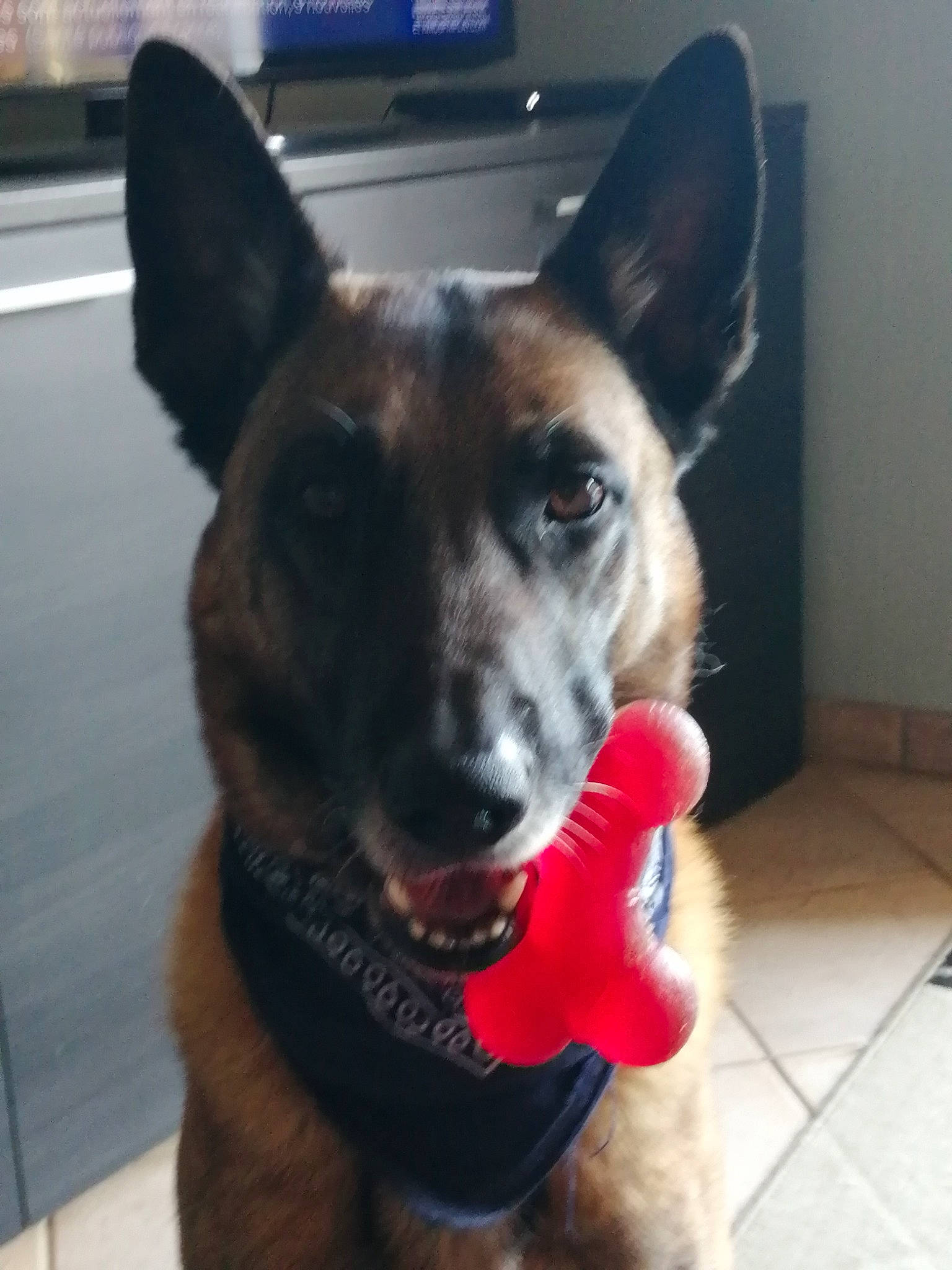 Rocky participe au concours pour gagner de l'argent avec cette photo : canidae, carnivore, collar, companion_dog, dog, dog_breed, dog_collar, dog_supply, ear, fawn, flooring, fur, herding_dog, non_sporting_group, pet_supply, snout, sporting_group, whiskers, working_animal, working_dog