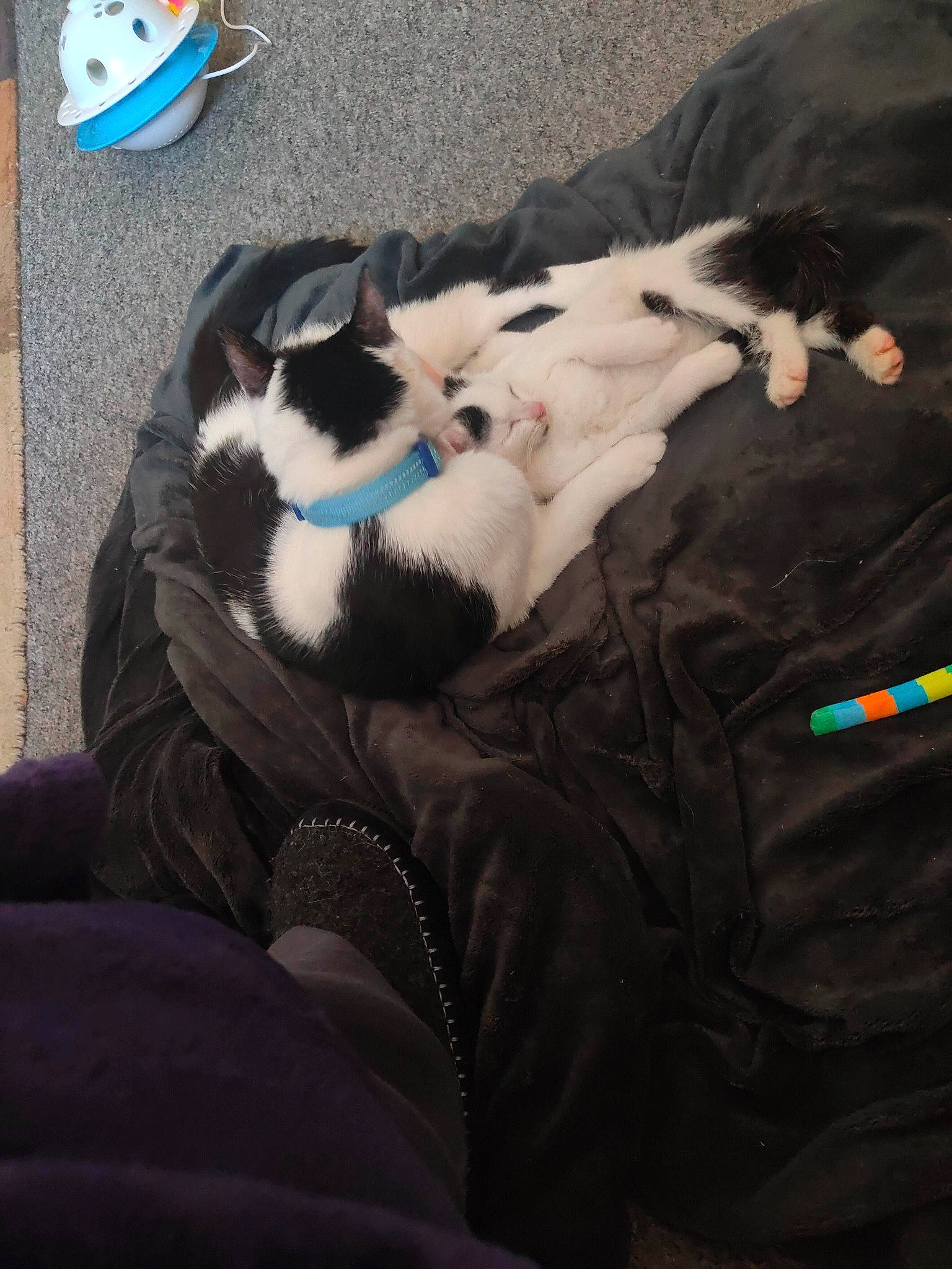 Jasper joined the competition — help win amazing prizes! bag, carnivore, cat, cloud, comfort, companion_dog, dog_breed, domestic_short_haired_cat, felidae, fur, human_leg, lap, linens, luggage_and_bags, nap, paw, small_to_medium_sized_cats, sporting_group, tail, whiskers