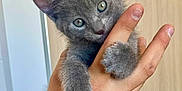 Loki a rejoint le concours — aidez-le/la à gagner de superbes lots ! kitten, gray_cat, hand, pet, cute, animal, feline, furry, claws, paw, indoor, closeup, curious, holding, human_hand, small, young, domestic_cat, soft_fur, green_eyes