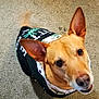 Oozie joined the competition — help win amazing prizes! dog, pet, canine, ears, tail, carpet, indoor, brown_fur, black_jacket, patterned_clothing, looking_up, smiling, closeup, animal, mammal, cute, friendly, domestic, companion, happy