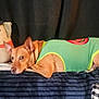 Oozie is registered to the contest to win money with this photo: dog, plush_toy, couch, blanket, green_clothing, black_hat, red_scarf, striped_blanket, pet, relaxed, indoor, fabric, furniture, cute, costume, animal, resting, soft_toy, decor, casual