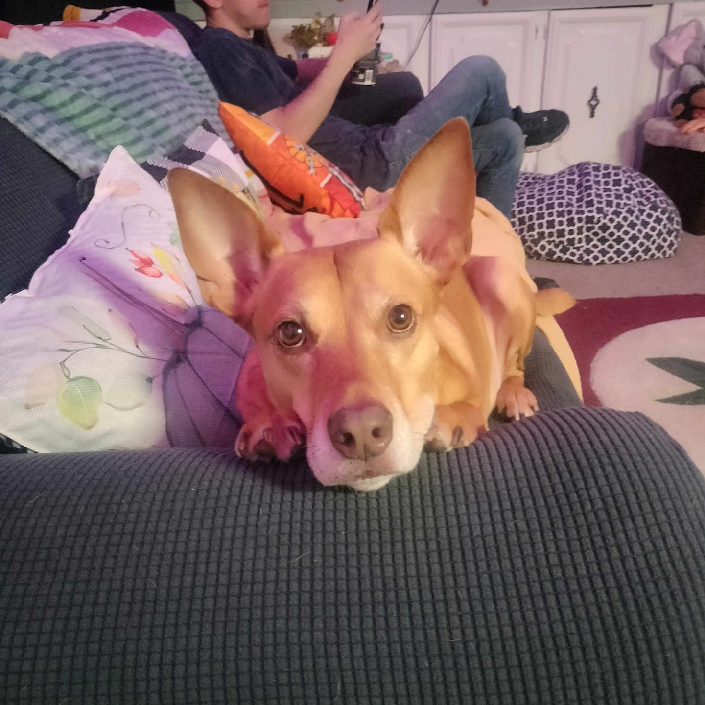 Oozie joined the competition — help win amazing prizes! autumn, brown_dog, cabinet, carpet, casual, couch, cozy, decorations, dog, ear_up, focused, holiday, home, indoor, living_room, person, phone, pillow, relaxing, seated