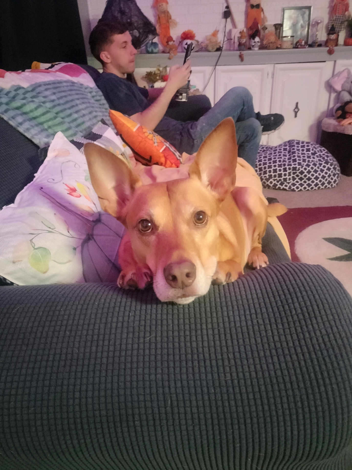 Oozie joined the competition — help win amazing prizes! dog, couch, person, indoor, living_room, phone, decorations, pillow, carpet, cabinet, relaxing, casual, brown_dog, ear_up, focused, seated, home, autumn, holiday, cozy