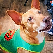 Oozie is registered to the contest to win money with this photo: dog, pet, indoor, green_shirt, pumpkin_design, large_ears, floor, carpet, wood_floor, chair, shoes, attentive, looking_up, brown_dog, short_hair, cute, animal, domestic, sitting, hopeful