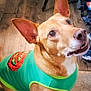 animal, attentive, brown_dog, carpet, chair, cute, dog, domestic, floor, green_shirt, hopeful, indoor, large_ears, looking_up, pet, pumpkin_design, shoes, short_hair, sitting, wood_floor