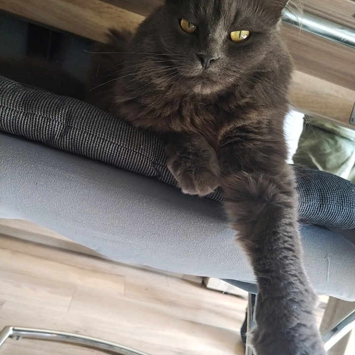 Blue participe au concours pour gagner de l'argent avec cette photo : animal, cat, chair, cozy, cute, domestic_animal, fluffy, fur, furniture, golden_eyes, gray_cat, home, indoor, mammal, paw, pet, portrait, relaxed, resting, wood_floor