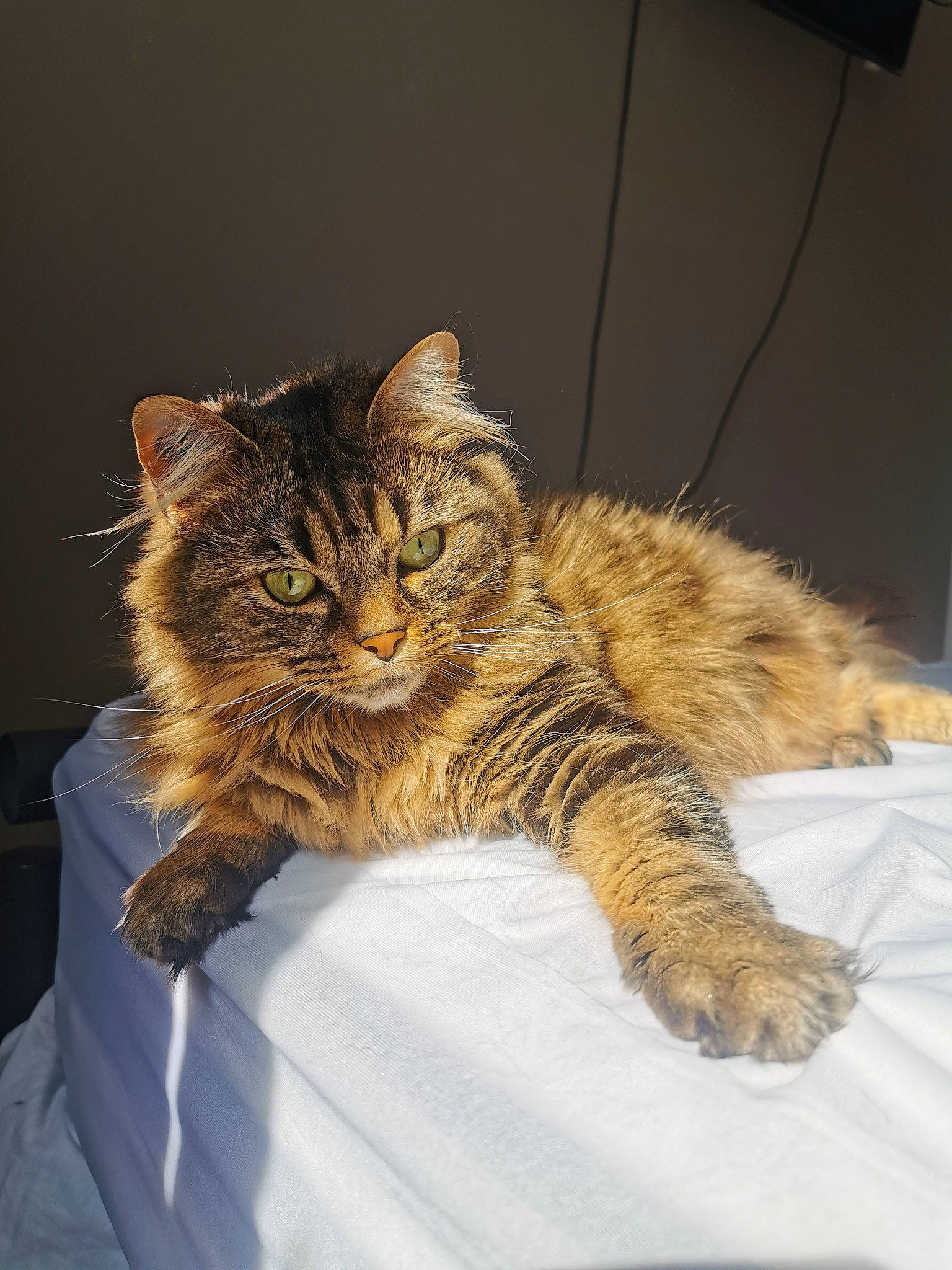 Fiona participe au concours pour gagner de l'argent avec cette photo : carnivore, cat, claw, comfort, domestic_short_haired_cat, eye, felidae, fur, nap, paw, small_to_medium_sized_cats, snout, tail, terrestrial_animal, whiskers