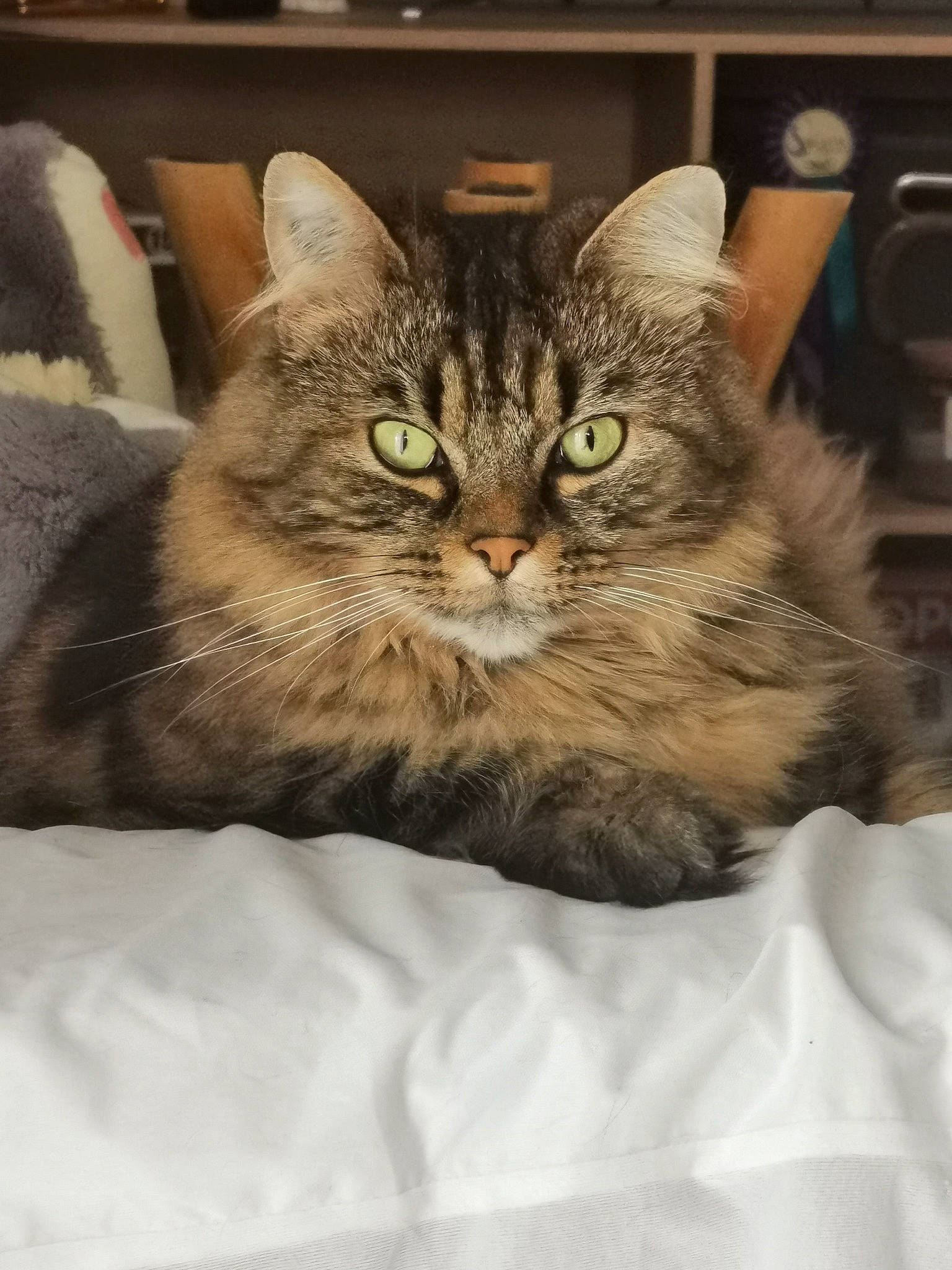 Fiona a rejoint le concours — aidez-le/la à gagner de superbes lots ! carnivore, cat, comfort, domestic_short_haired_cat, felidae, fur, maine_coon, paw, small_to_medium_sized_cats, snout, terrestrial_animal, whiskers, window