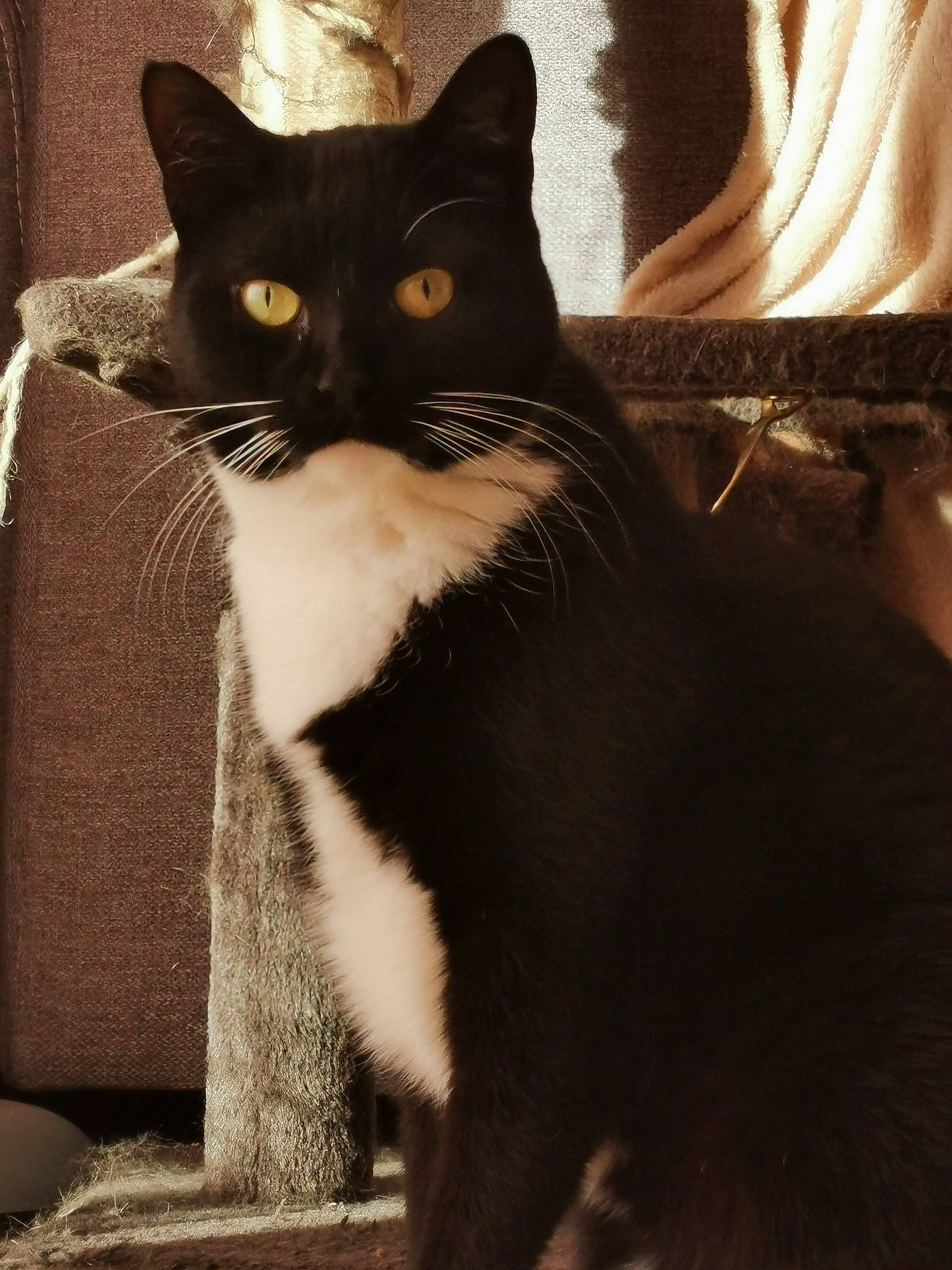 Arya a rejoint le concours — aidez-le/la à gagner de superbes lots ! black_cat, carnivore, cat, curtain, domestic_short_haired_cat, eye, felidae, formal_wear, fur, monochrome_photography, paw, shadow, sitting, small_to_medium_sized_cats, snout, stairs, tail, tints_and_shades, whiskers, window