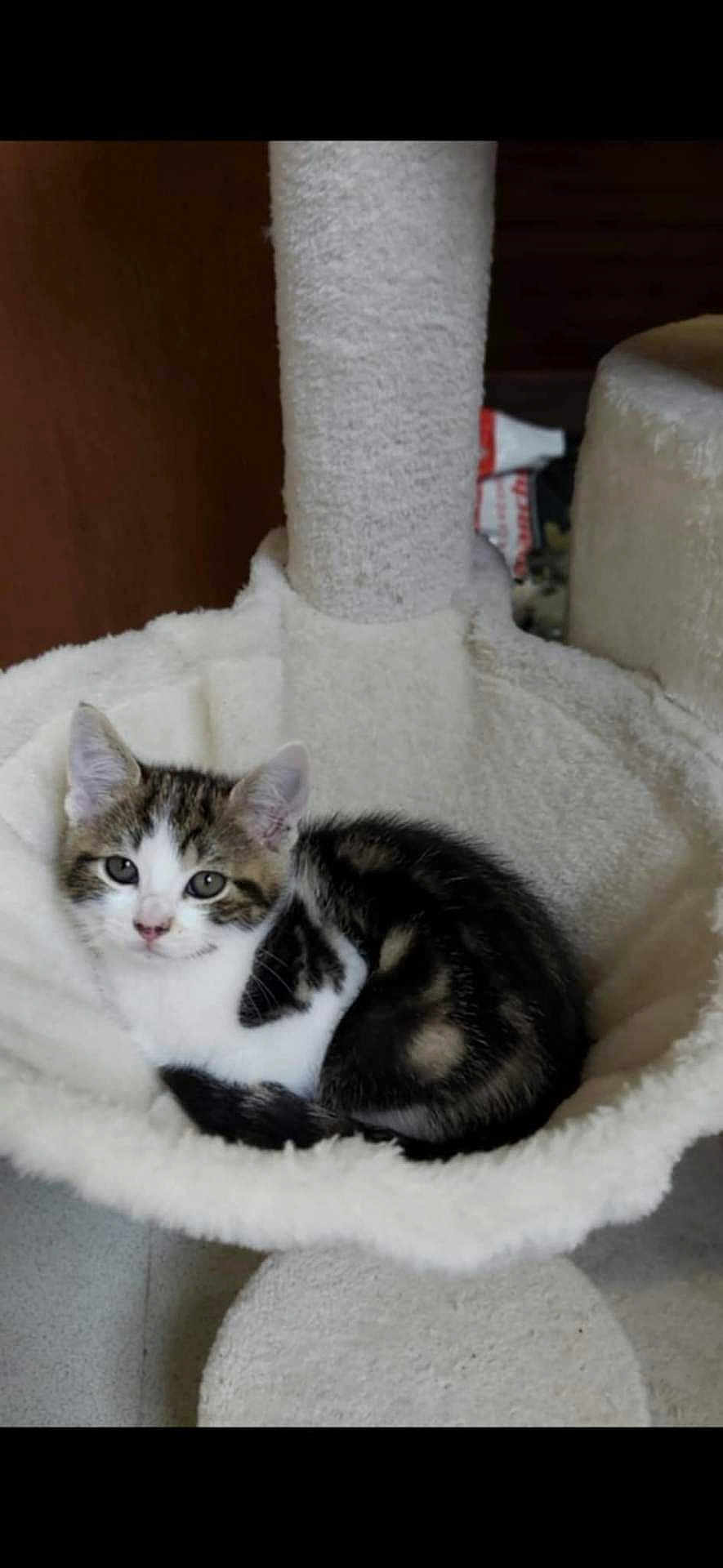 Maya participe au concours pour gagner de l'argent avec cette photo : kitten, cat, tabby, white, fur, pet, indoor, cat_hammock, cozy, curled_up, small, cute, animal, sleeping_spot, soft, feline, resting, young_cat, domestic_cat, curious