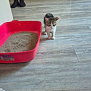 Maya participe au concours pour gagner de l'argent avec cette photo : kitten, cat, litter_box, floor, wooden_floor, indoor, legs, socks, human, curious, small, pet, animal, home, cabinet, clean, light, shadow, cute, exploring