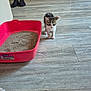 kitten, cat, litter_box, floor, wooden_floor, indoor, legs, socks, human, curious, small, pet, animal, home, cabinet, clean, light, shadow, cute, exploring