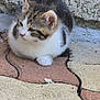 Maya participe au concours pour gagner de l'argent avec cette photo : kitten, cat, animal, fur, outdoor, pavement, stone, leaf, wall, curious, small, young, pet, whiskers, ears, resting, texture, nature, cute, closeup