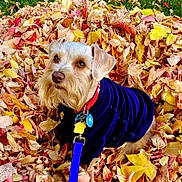 Leland is registered to the contest to win money with this photo: dog, leaves, autumn, fall, outdoor, pet, canine, leash, jacket, fur, brown, yellow, orange, nature, seasonal, cute, portrait, animal, grass, colorful
