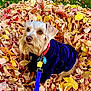 dog, leaves, autumn, fall, outdoor, pet, canine, leash, jacket, fur, brown, yellow, orange, nature, seasonal, cute, portrait, animal, grass, colorful
