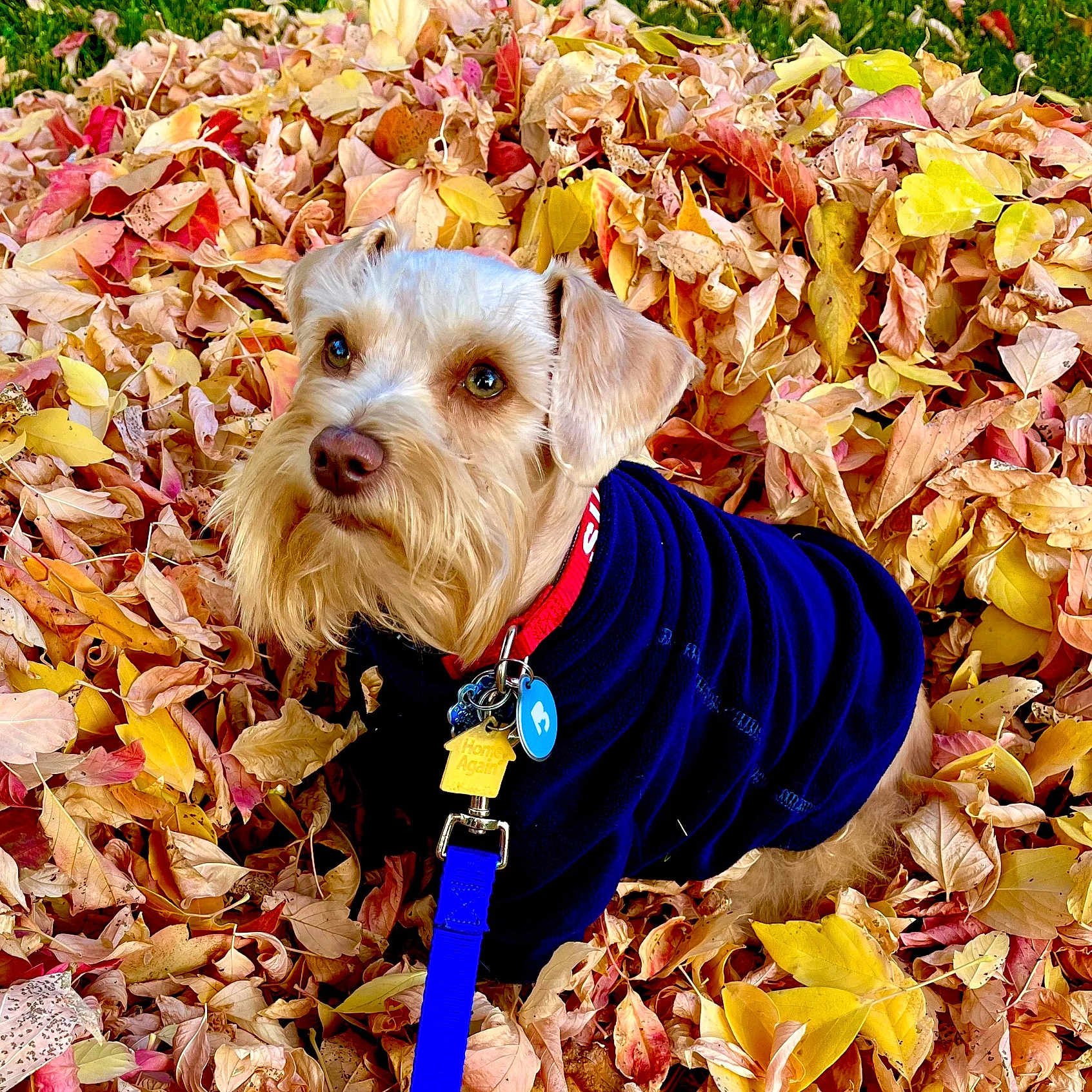 Leland is registered to the contest to win money with this photo: animal, autumn, brown, canine, colorful, cute, dog, fall, fur, grass, jacket, leash, leaves, nature, orange, outdoor, pet, portrait, seasonal, yellow