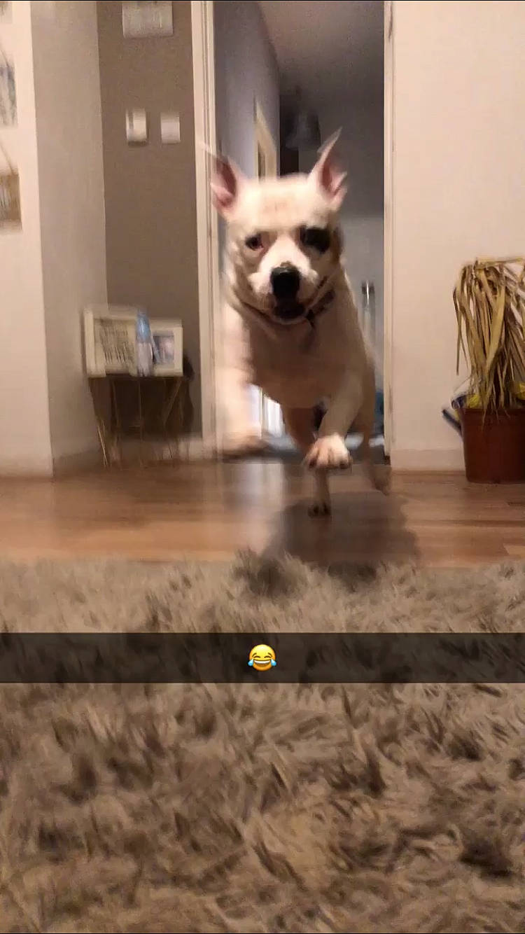 Echo is registered to the contest to win money with this photo: canidae, carnivore, companion_dog, dog, dog_breed, dog_supply, fawn, felidae, floor, flooring, hardwood, laminate_flooring, pet_supply, small_to_medium_sized_cats, snout, sporting_group, tail, toy_dog, whiskers, wood