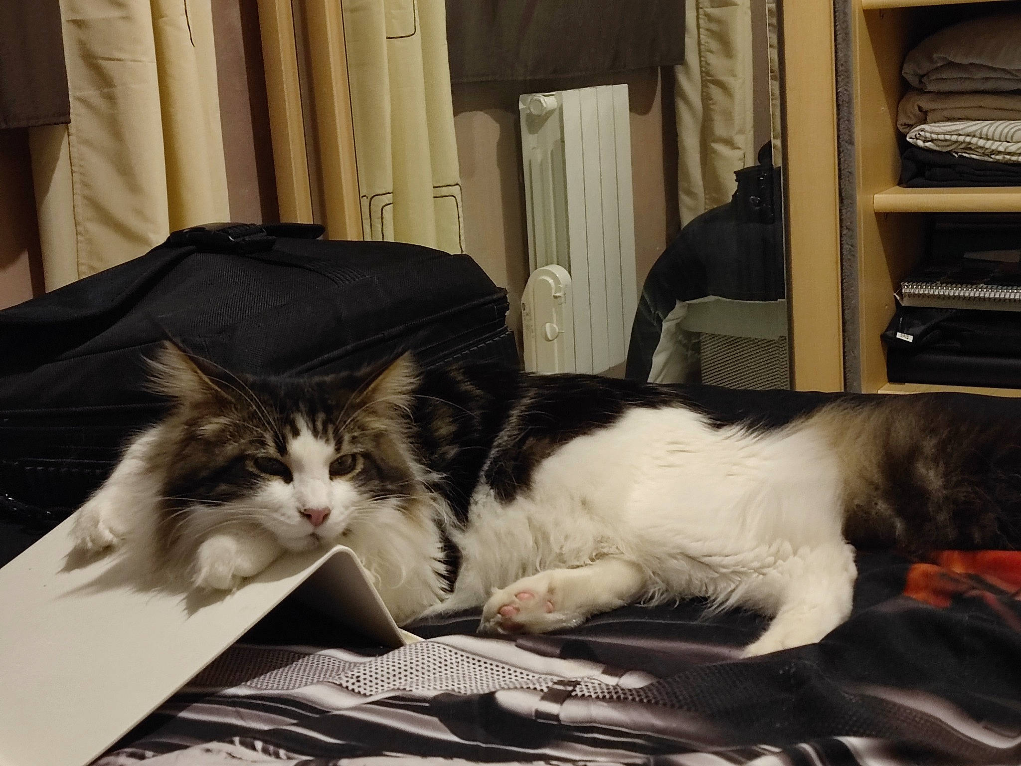 Tsunami a rejoint le concours — aidez-le/la à gagner de superbes lots ! bookcase, box, cabinetry, cardboard, carnivore, cat, comfort, curtain, domestic_short_haired_cat, drawer, felidae, fur, linens, nap, paw, room, shelf, small_to_medium_sized_cats, tail, whiskers