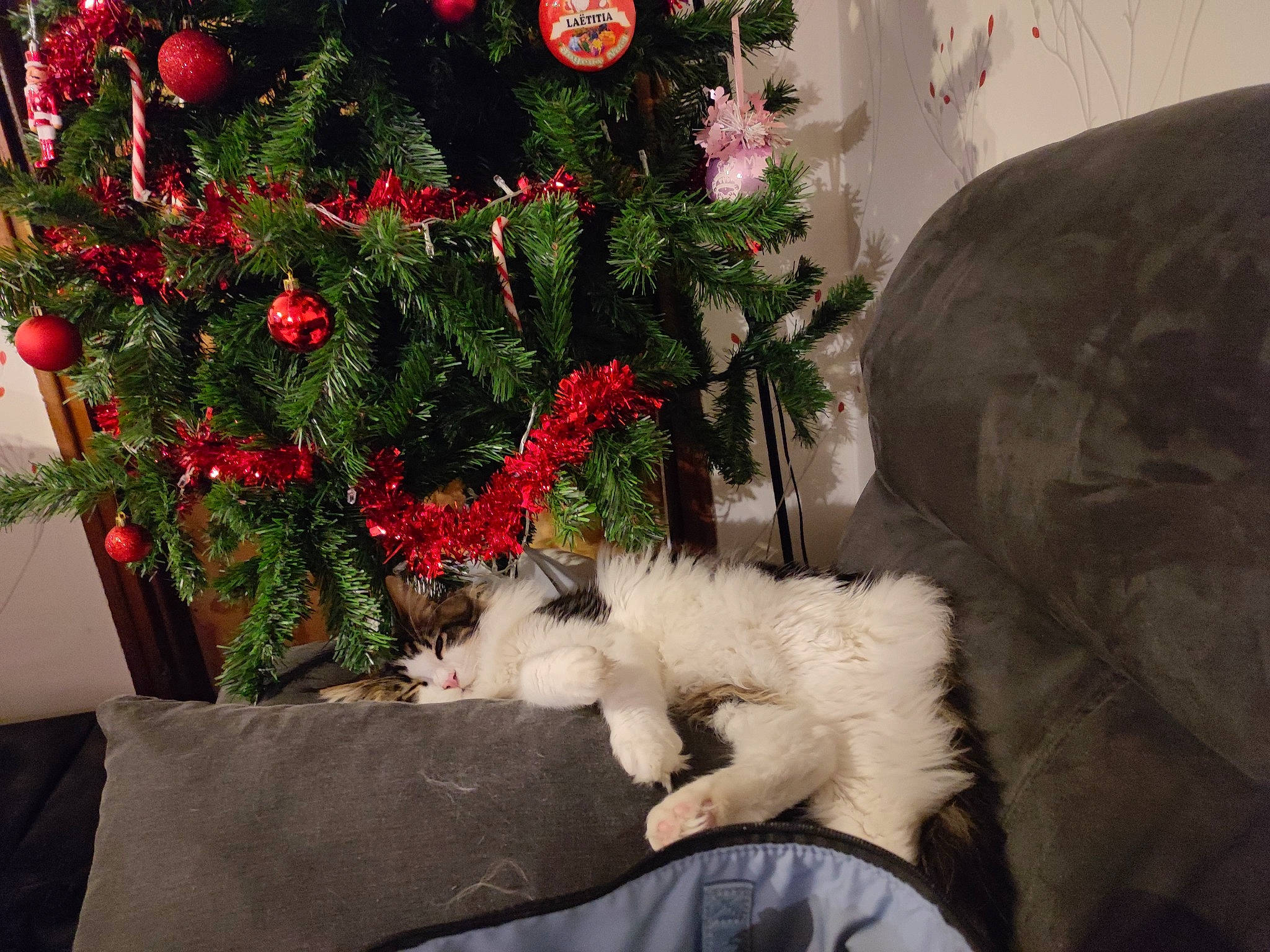 Tsunami participe au concours pour gagner de l'argent avec cette photo : annual_plant, christmas, christmas_decoration, christmas_ornament, christmas_tree, cut_flowers, event, evergreen, felidae, floral_design, floristry, flower, flower_arranging, holiday, holiday_ornament, ornament, plant, small_to_medium_sized_cats, tree, twig