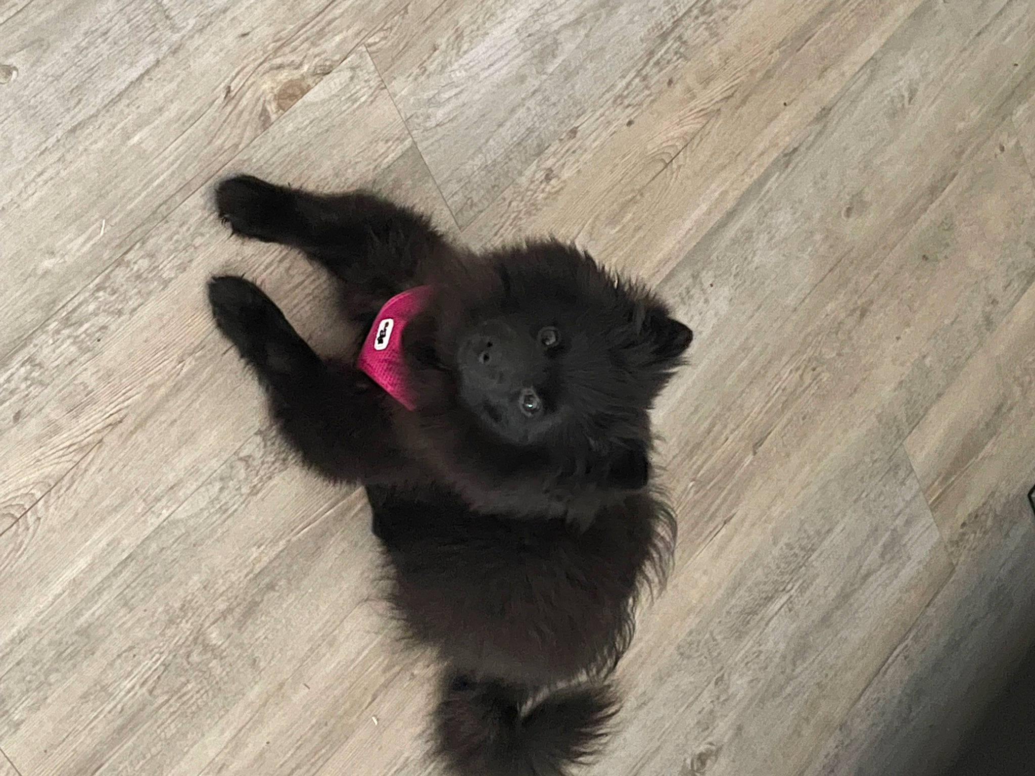 Rexa a rejoint le concours — aidez-le/la à gagner de superbes lots ! black_cat, carnivore, cat, companion_dog, felidae, flooring, fur, hardwood, natural_material, paw, plank, shadow, small_to_medium_sized_cats, tail, terrestrial_animal, tints_and_shades, varnish, whiskers, wood, wood_stain