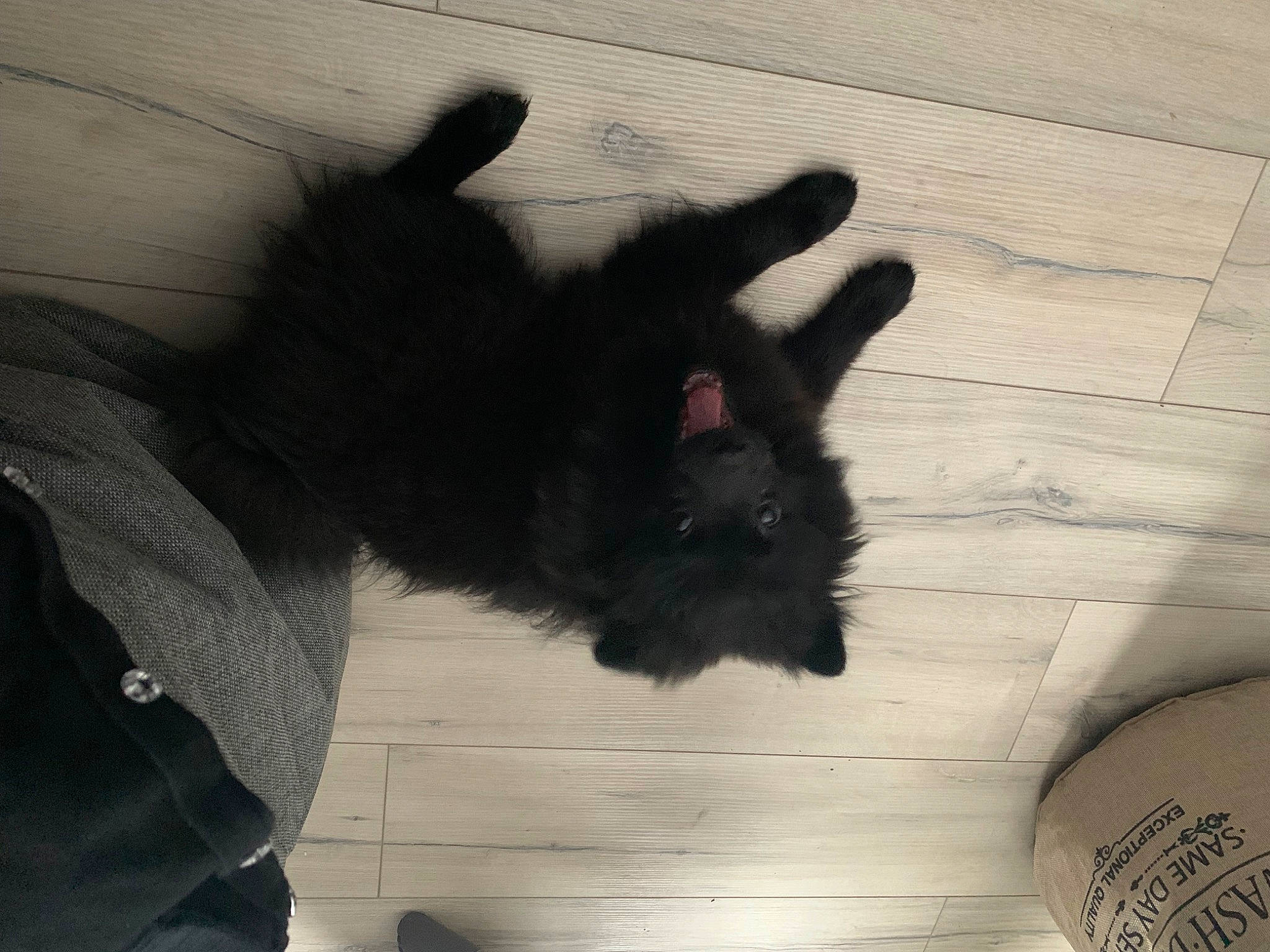 Rexa participe au concours pour gagner de l'argent avec cette photo : black_cat, canidae, claw, dog_breed, felidae, flooring, fur, gesture, grey, hardwood, monochrome, monochrome_photography, natural_material, shadow, sleeve, small_to_medium_sized_cats, tail, tints_and_shades, whiskers, wood