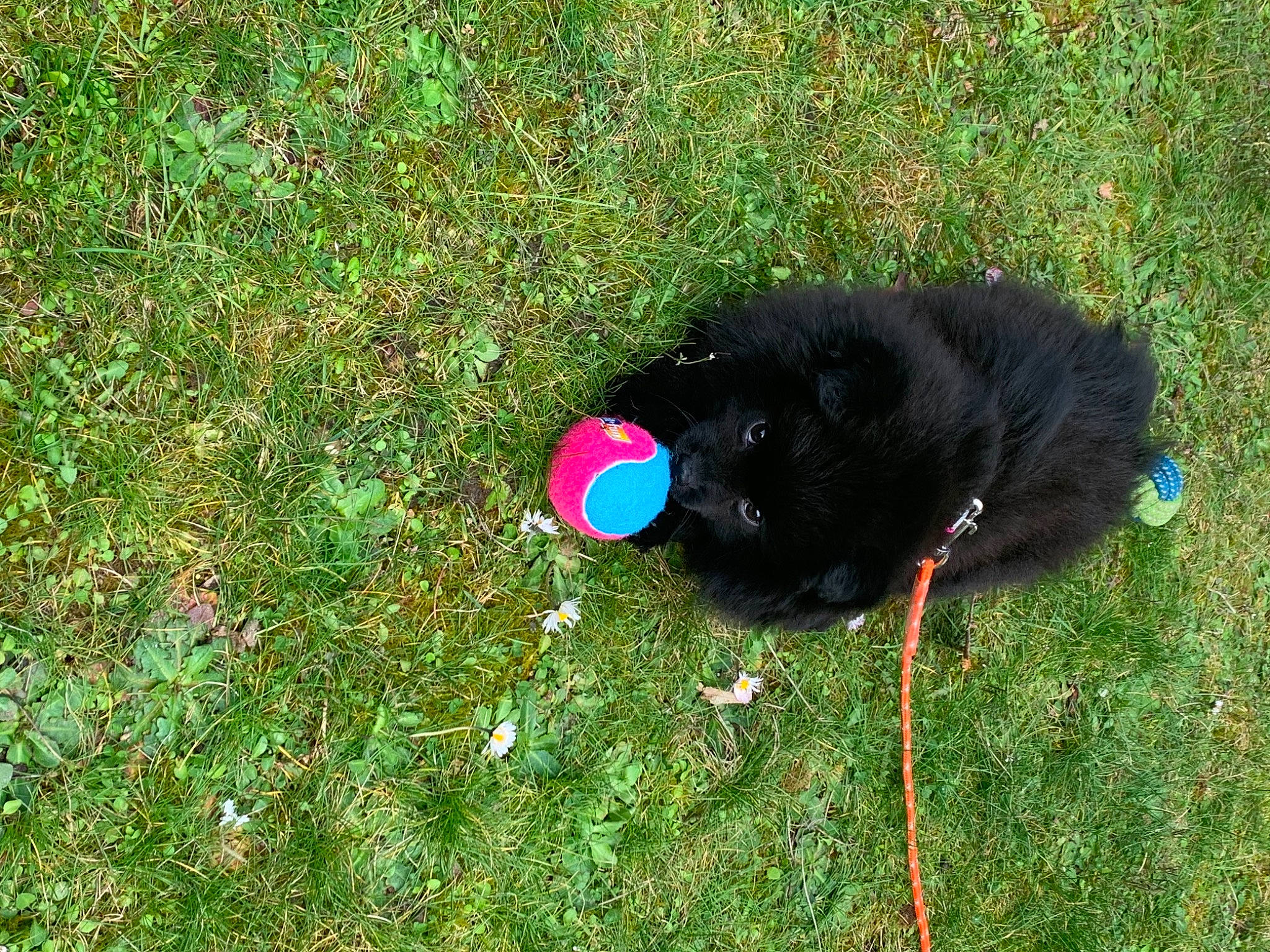 Rexa a rejoint le concours — aidez-le/la à gagner de superbes lots ! carnivore, circle, collar, companion_dog, dog, dog_breed, fashion_accessory, fur, grass, grass_family, grassland, groundcover, herbaceous_plant, lawn, plant, shrub, soil, tail, terrestrial_animal, working_animal