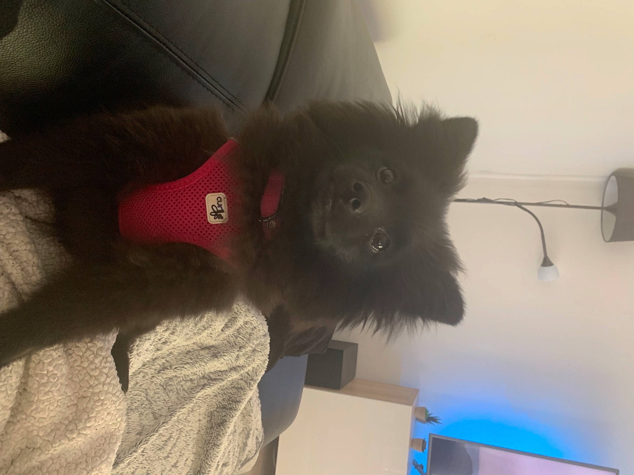 Rexa participe au concours pour gagner de l'argent avec cette photo : carmine, carnivore, comfort, companion_dog, dog, dog_breed, flooring, fur, grey, small_to_medium_sized_cats, sporting_group, tail, toy_dog, whiskers, working_animal