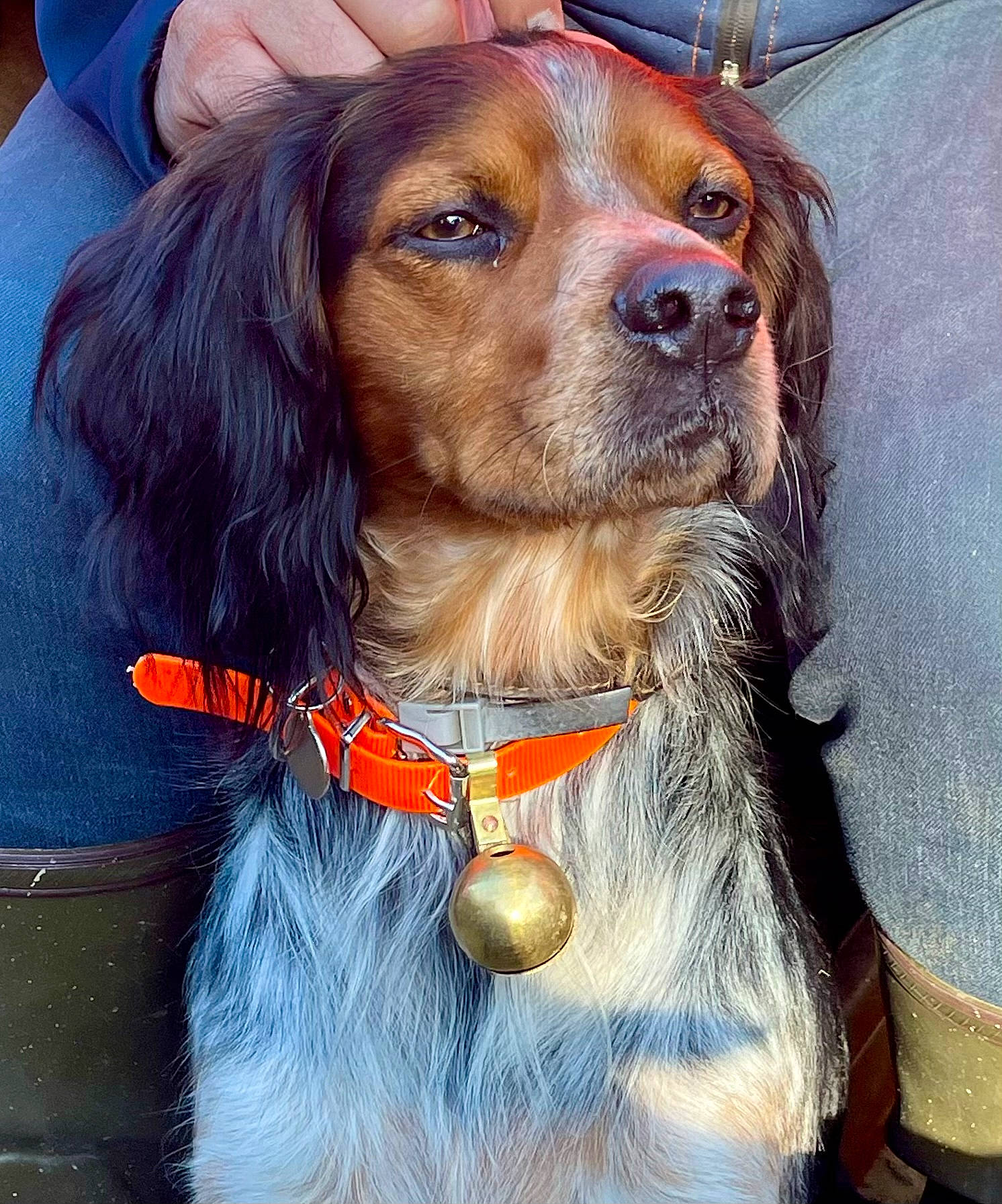 Paga a rejoint le concours — aidez-le/la à gagner de superbes lots ! canidae, carnivore, collar, companion_dog, dog, dog_breed, dog_collar, dog_supply, fawn, fur, gun_dog, leash, liver, pet_supply, snout, spaniel, sporting_group, whiskers, working_animal