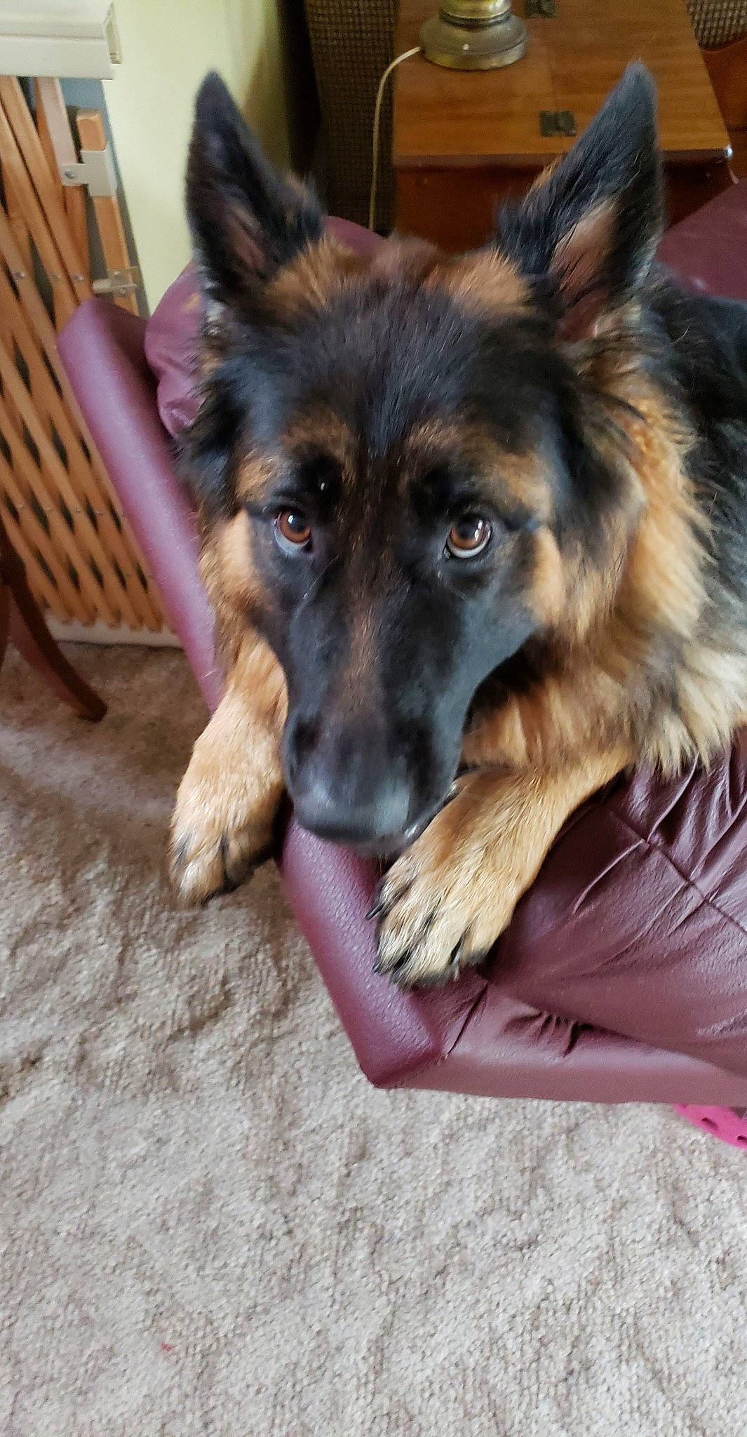 Selah is registered to the contest to win money with this photo: belgian_shepherd, bohemian_shepherd, canidae, carnivore, companion_dog, dog, dog_breed, east_european_shepherd, german_shepherd_dog, herding_dog, king_shepherd, kunming_wolfdog, mammal, old_german_shepherd_dog, rare_breed_dog, shiloh_shepherd_dog, snout, tervuren, vertebrate, working_dog