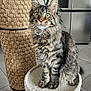 cat, kitten, tabby, scratching_post, furniture, indoor, pet, animal, green_eyes, fur, whiskers, ears, tail, floor, modern_kitchen, plant, refrigerator, curious, sitting, close_up